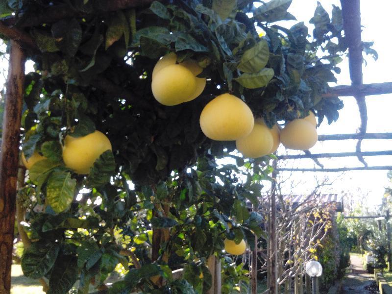 Green Paradise Affittacamere SantʼAgata sui Due Golfi Exterior foto